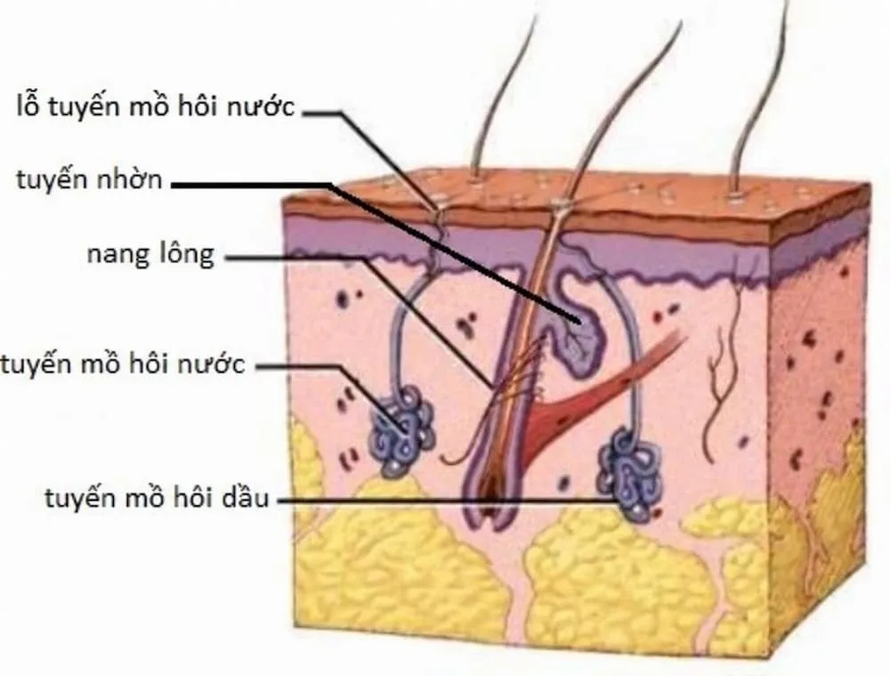 Cấu trúc da gồm nang lông, tuyến nhờn, tuyến mồ hôi nước và tuyến mồ hôi dầu đổ vào nang lông – nơi khởi phát viêm tuyến mồ hôi nung mủ