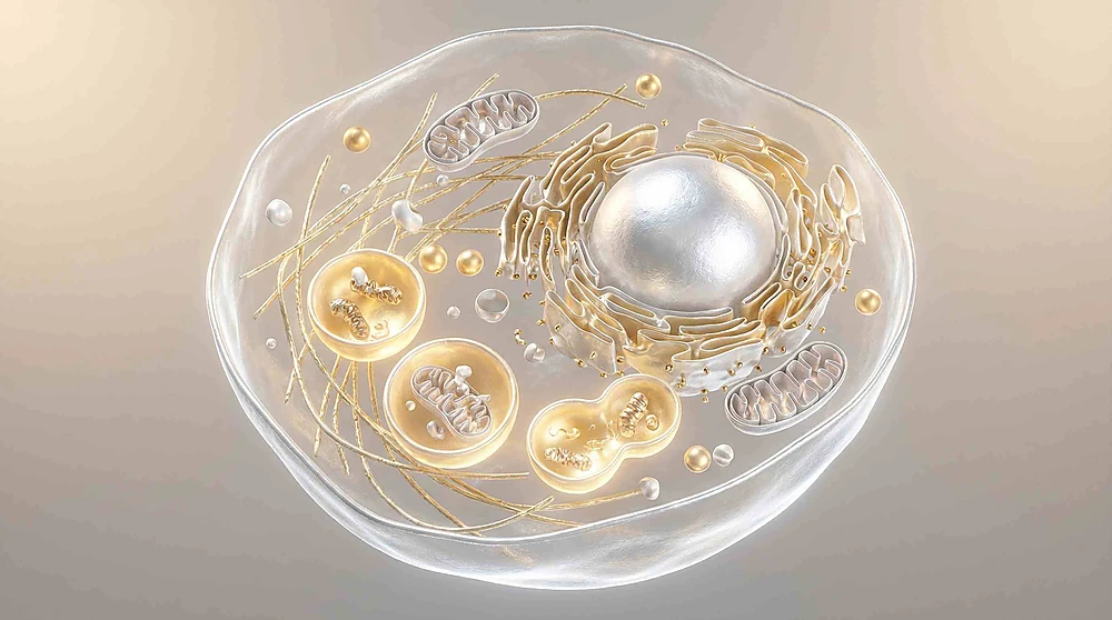 Cơ chế thực bào tự thân Autophagy giúp trẻ hóa da khi nhịn ăn gián đoạn qua đêm.