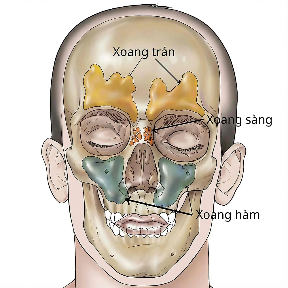 Sơ đồ giải phẫu vị trí các xoang cạnh mũi (xoang trán, xoang sàng, xoang hàm) - nơi sản sinh khí Nitric Oxide nồng độ cao.