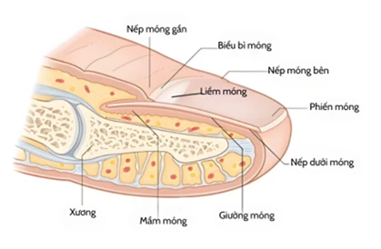 Hình minh họa giải phẫu móng tay người, hiển thị chi tiết các phần như mầm móng, giường móng, phiến móng, liềm móng, nếp móng và xương bên dưới.