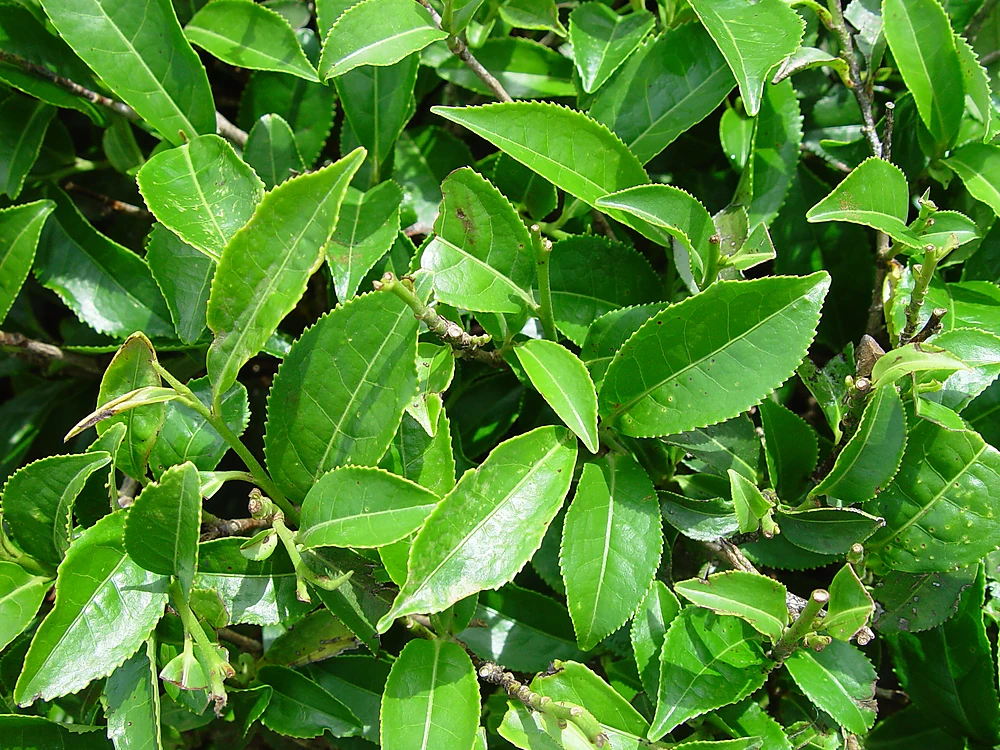 Cây trà xanh