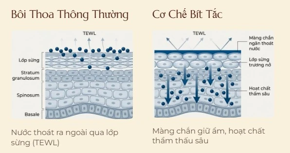 Sơ đồ so sánh bôi thoa thông thường gây thất thoát nước qua da (TEWL) và cơ chế bít tắc (Occlusion) của mặt nạ giúp đẩy sâu hoạt chất.