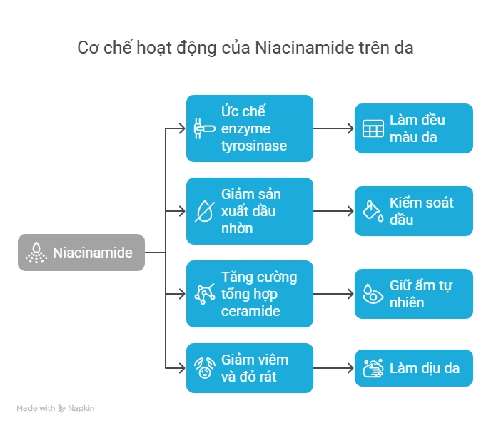 Cơ chế hoạt động của Niacinamide trên da
