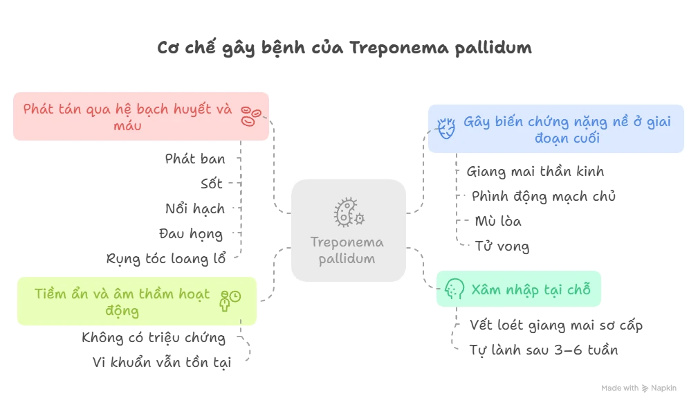 Cơ chế gây bệnh của Treponema pallidum