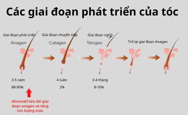 Sơ đồ mô tả cơ chế Minoxidil kích thích mọc tóc và kéo dài pha tăng trưởng nang tóc