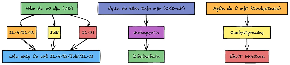 Bản đồ chọn thuốc theo nguyên nhân ngứa.