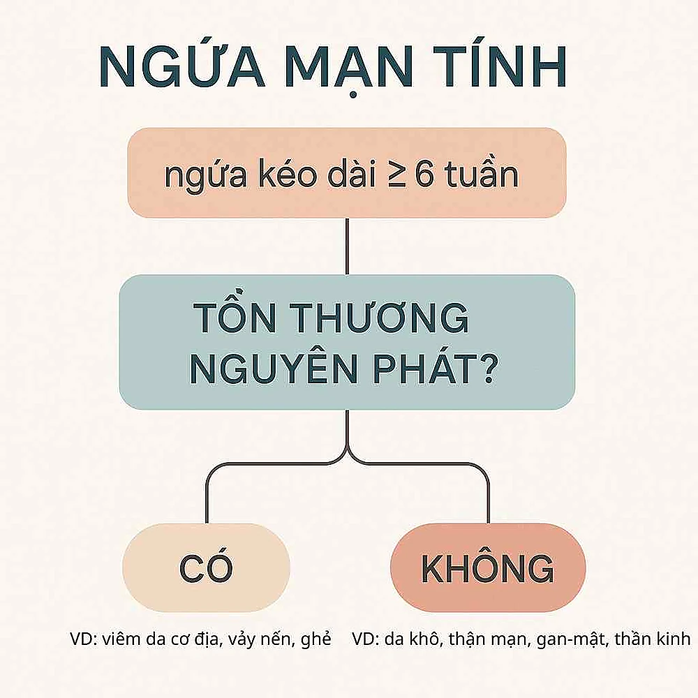 Sơ đồ giải thích ngứa mạn tính ≥6 tuần và dấu hiệu cảnh báo.