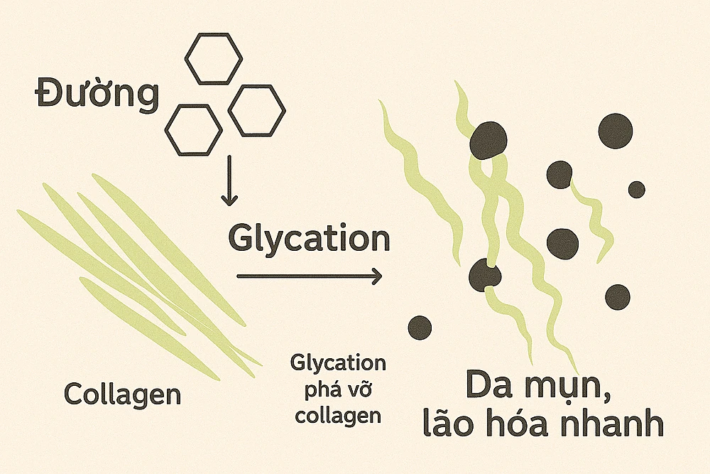 Quá trình glycation phá vỡ collagen khiến da mụn, lão hóa nhanh