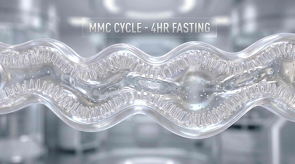 Minh họa Phức hợp vận động di chuyển MMC làm sạch ruột trong khoảng nghỉ 4 giờ.