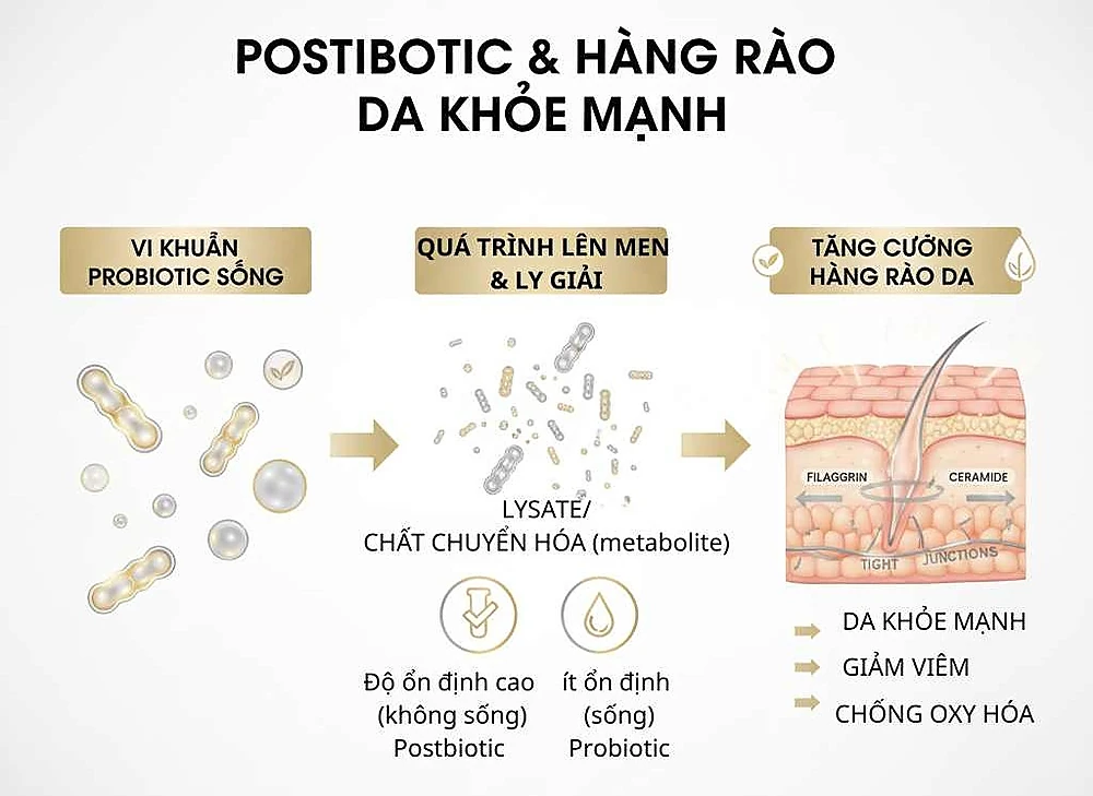 Minh hoạ postbiotic: sản phẩm không sống từ probiotic (lysate, SCFA, peptide) giúp tăng filaggrin, giảm viêm và ổn định hàng rào da.