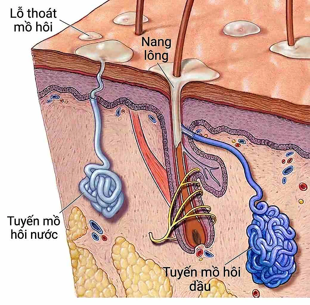 Sơ đồ giải phẫu cấu tạo da chi tiết, minh họa vị trí của nang lông, lỗ thoát mồ hôi, tuyến mồ hôi nước (eccrine) và tuyến mồ hôi dầu (apocrine).