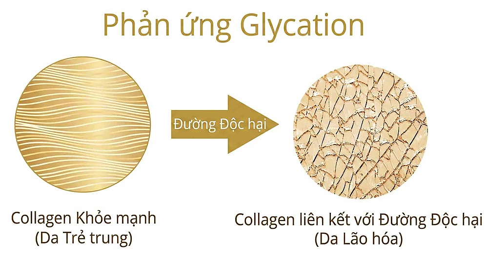 Sơ đồ minh họa phản ứng Glycation: Đường độc hại tấn công collagen khỏe mạnh (da trẻ trung) biến thành collagen đứt gãy gây da lão hóa.