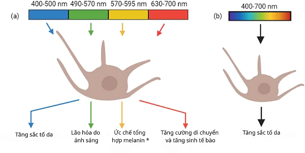 ánh sáng khả kiến kích hoạt tế bào sắc tố gây nám và PIH.