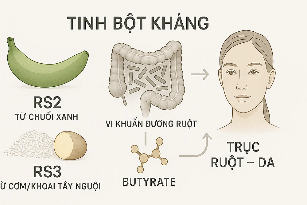 Minh hoạ tinh bột kháng (RS2 từ chuối xanh, RS3 từ cơm nguội) được lợi khuẩn lên men tạo butyrate, giúp hàng rào ruột khoẻ và da giảm viêm.