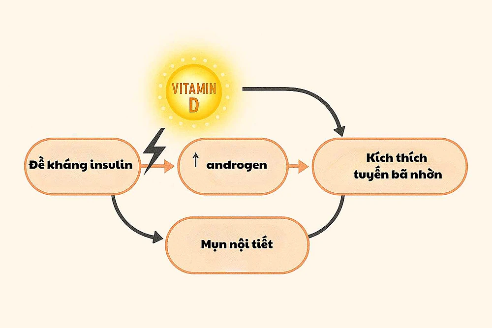 Cơ chế hỗ trợ của việc uống vitamin D trị mụn nội tiết thông qua việc cải thiện độ nhạy insulin.