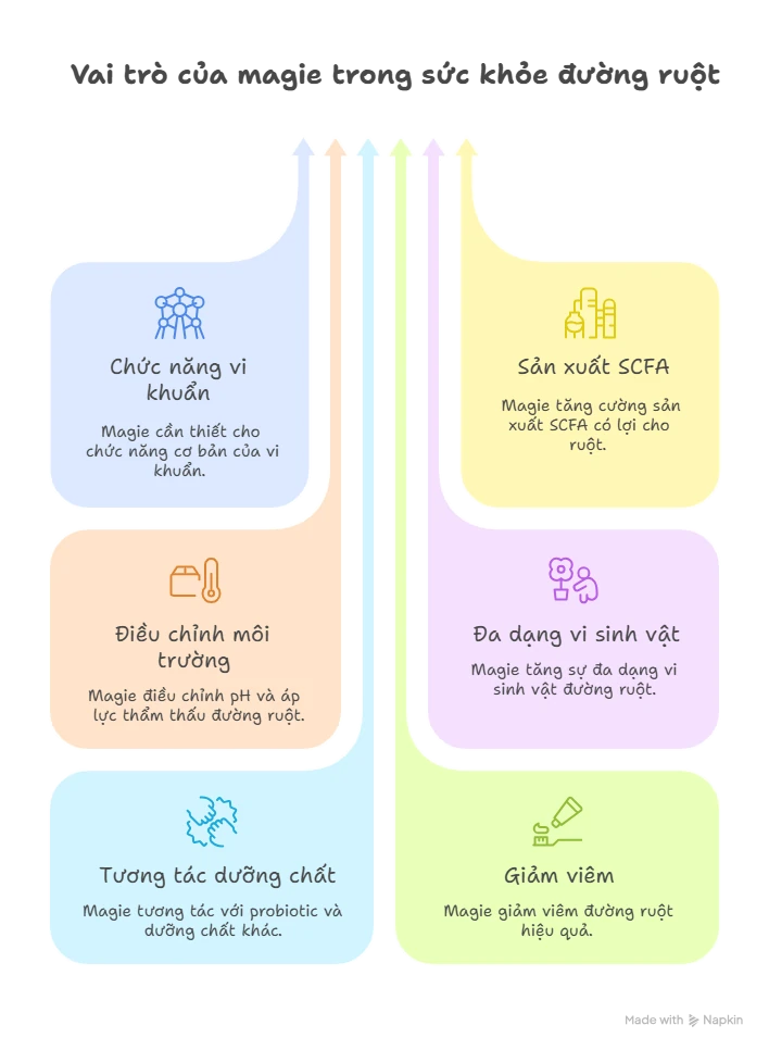 Infographic minh họa vai trò của magie trong sức khỏe đường ruột: hỗ trợ chức năng vi khuẩn, tăng cường sản xuất SCFA, điều chỉnh môi trường đường ruột, thúc đẩy đa dạng vi sinh vật, tương tác với probiotic, và giảm viêm đường ruột.