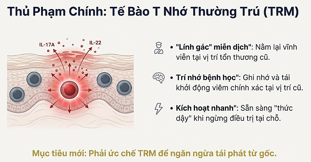 Sơ đồ minh họa tế bào T nhớ thường trú (TRM) dưới da giải phóng cytokine IL-17A và IL-22, đóng vai trò như 
