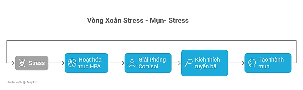 Vòng xoắn stress-mụn-stress